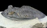 Bargain, Zlichovaspis Trilobite #56539-1